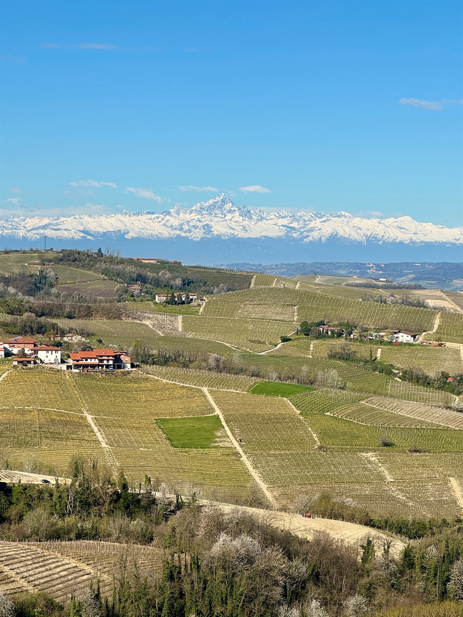 Mongioia